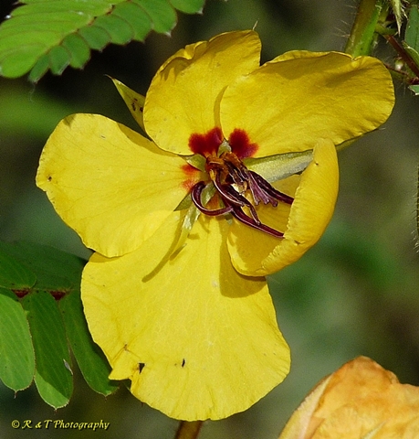 {Chamaecrista fasciculata}